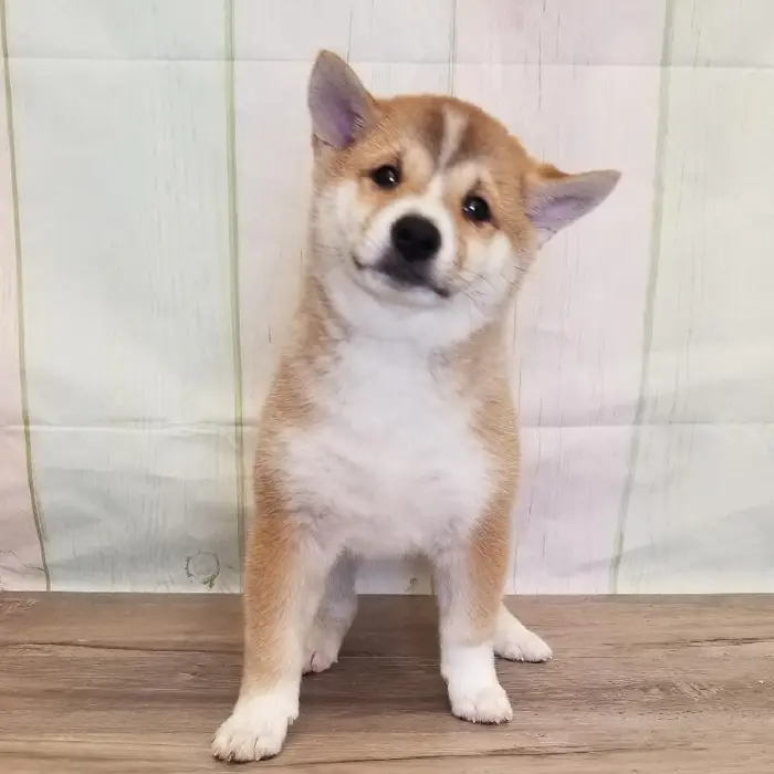 Female Shiba Inu Puppy for Sale in Schererville, IN
