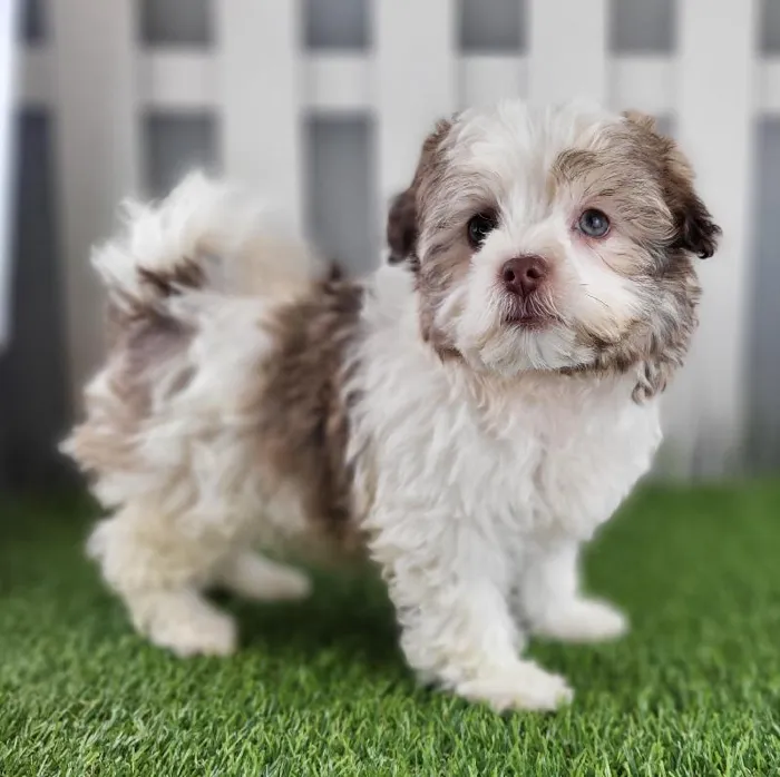 Female Havanese Puppy for Sale in Schererville, IN