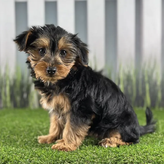 Male Yorkie-Poo Puppy for Sale in Schererville, IN