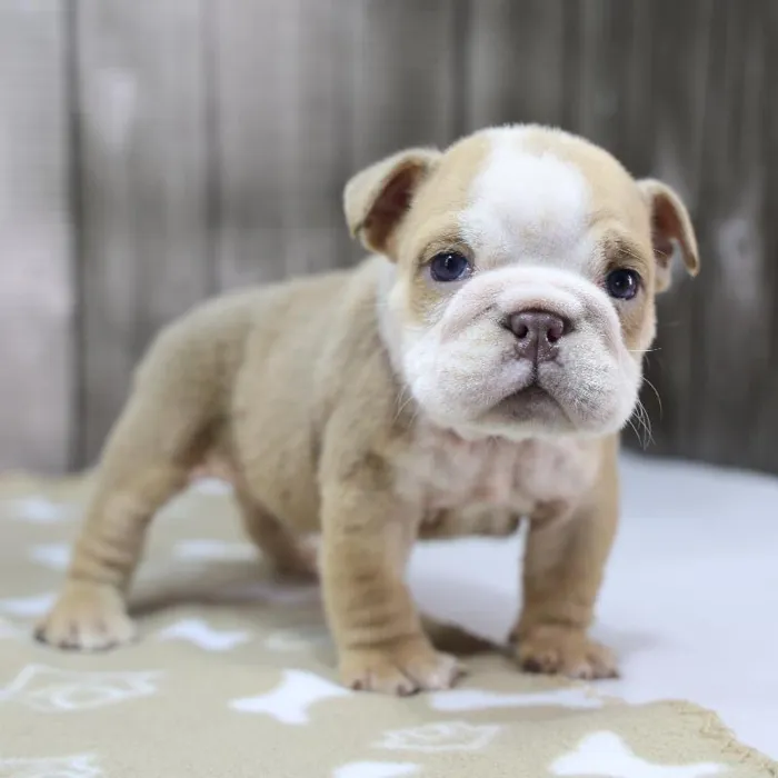 Male English Bulldog Puppy for Sale in Schererville, IN