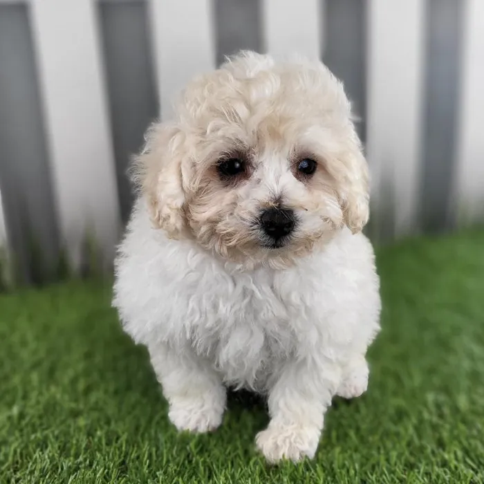 Male Maltipoo Puppy for Sale in Schererville, IN