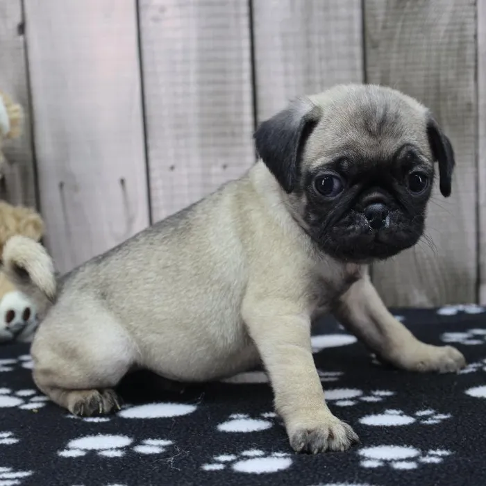 Male Pug Puppy for Sale in Indianapolis, IN