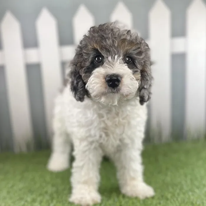 Female Miniature Bernedoodle Puppy for Sale in Schererville, IN