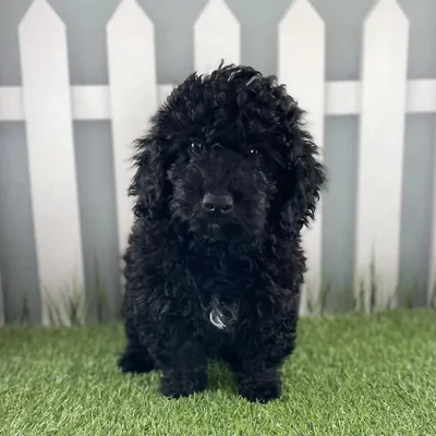 Male Miniature Goldendoodle Puppy for Sale in Schererville, IN