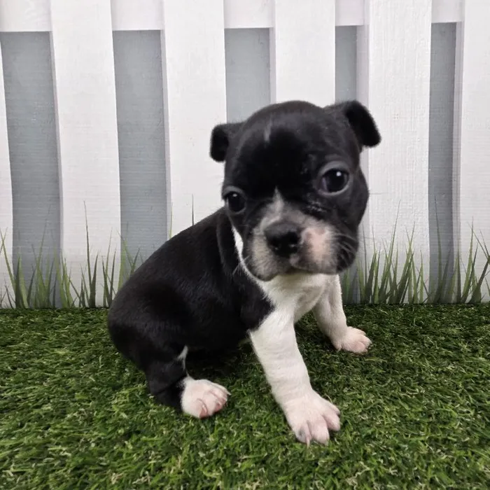 Female Boston Terrier Puppy for Sale in Schererville, IN