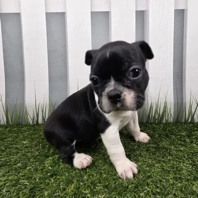 Female Boston Terrier Puppy for Sale in Schererville, IN