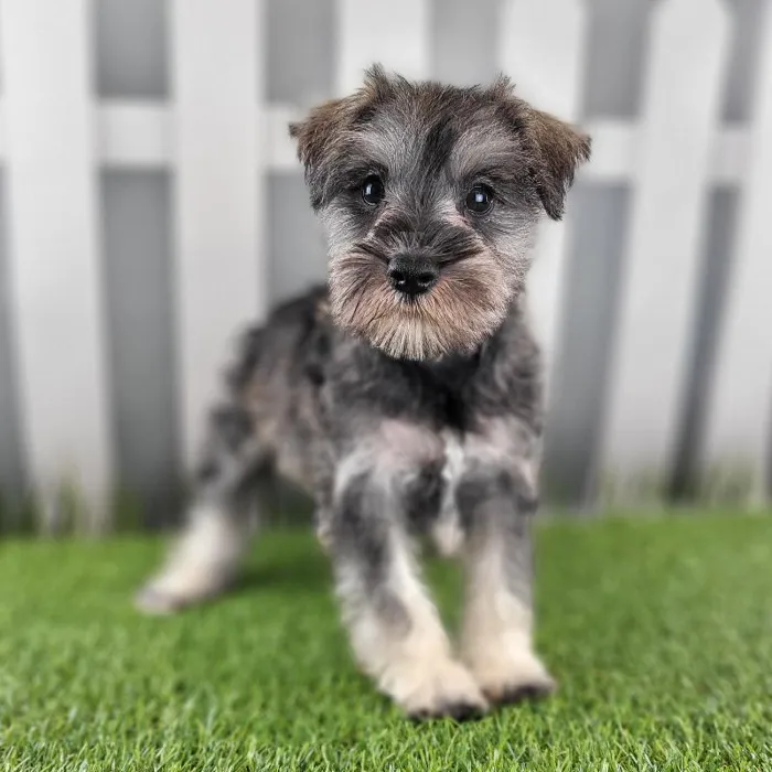 Male Miniature Schnauzer Puppy for Sale in Schererville, IN