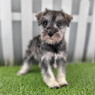 Male Miniature Schnauzer Puppy for Sale in Schererville, IN