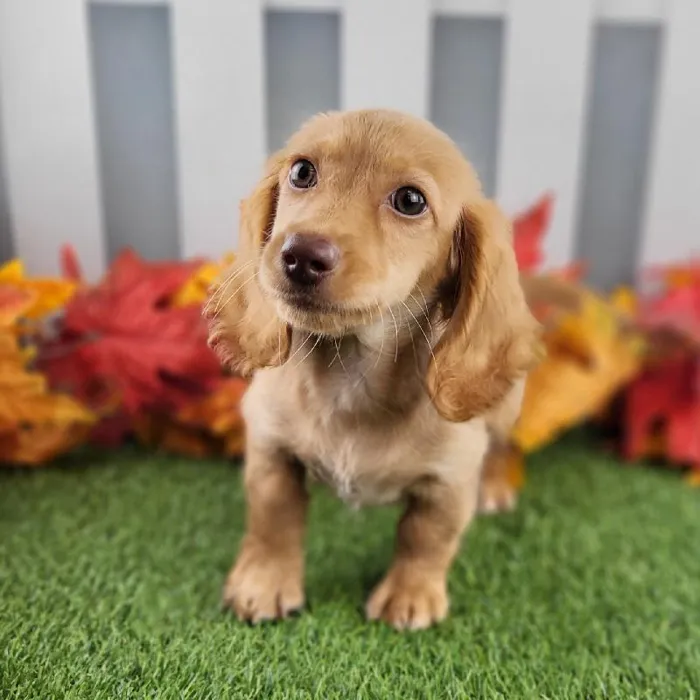 Male Miniature Dachshund Puppy for Sale in Schererville, IN