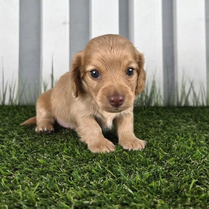 Male Miniature Dachshund Puppy for Sale in Schererville, IN