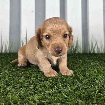 Male Miniature Dachshund Puppy for Sale in Schererville, IN