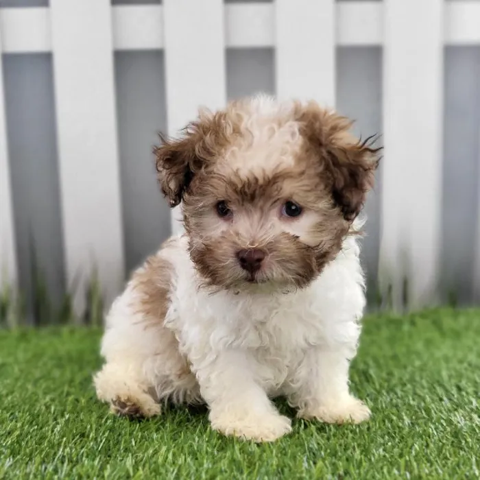 Male Havanese Puppy for Sale in Schererville, IN