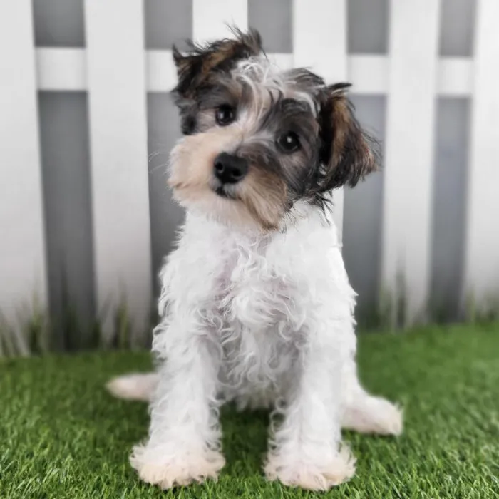 Female Schnorkie Puppy for Sale in Schererville, IN