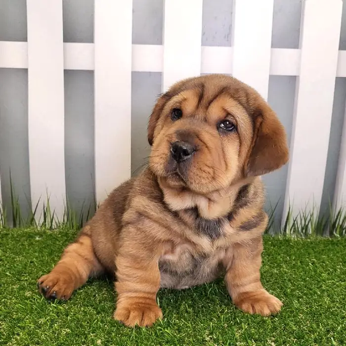 Female Walrus Puppy for Sale in Schererville, IN