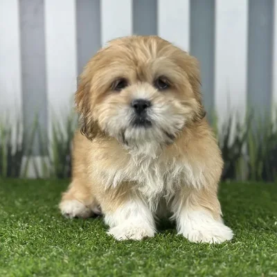 Female Lhasa Apso Puppy for Sale in Indianapolis, IN
