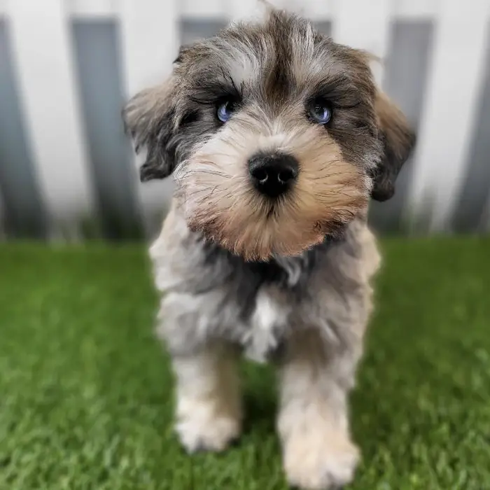 Male Miniature Schnauzer Puppy for Sale in Schererville, IN
