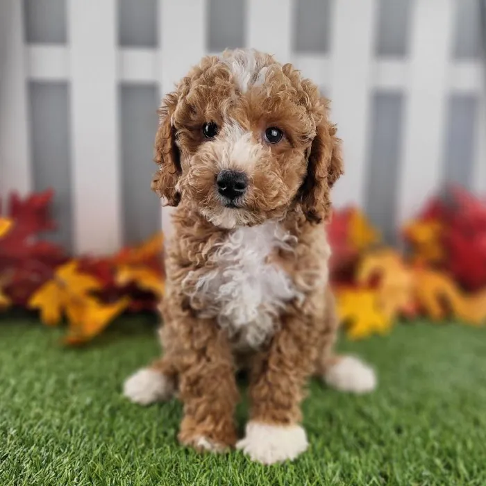 Male Miniature Goldendoodle Puppy for Sale in Schererville, IN