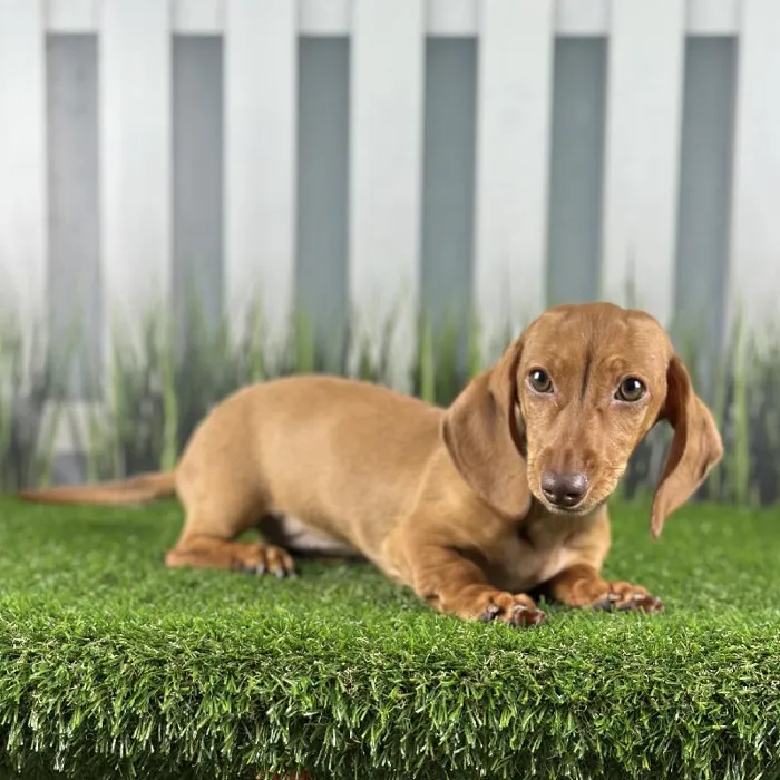 Female Miniature Dachshund Puppy for Sale in Schererville, IN
