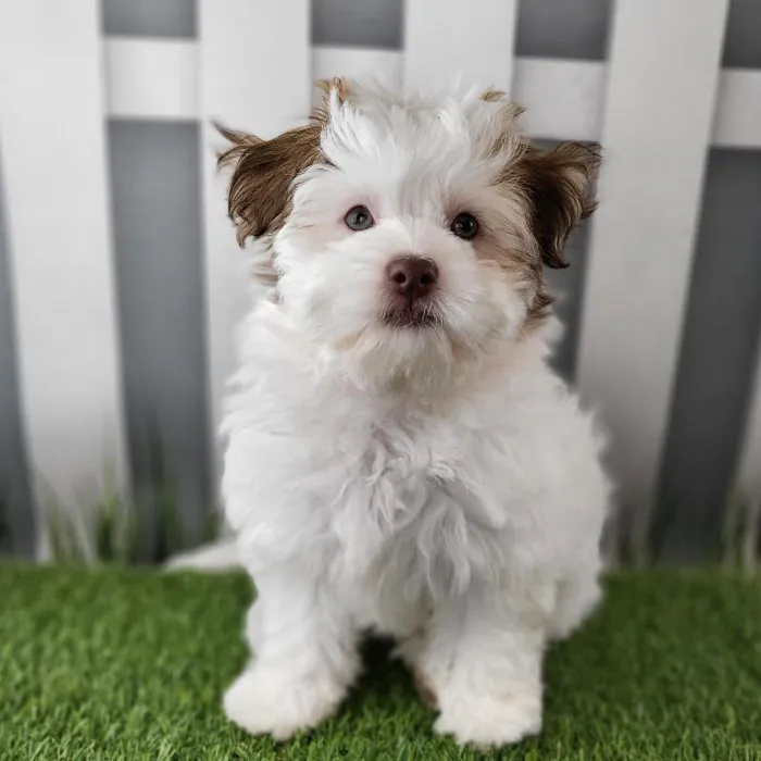 Female Havanese Puppy for Sale in Schererville, IN