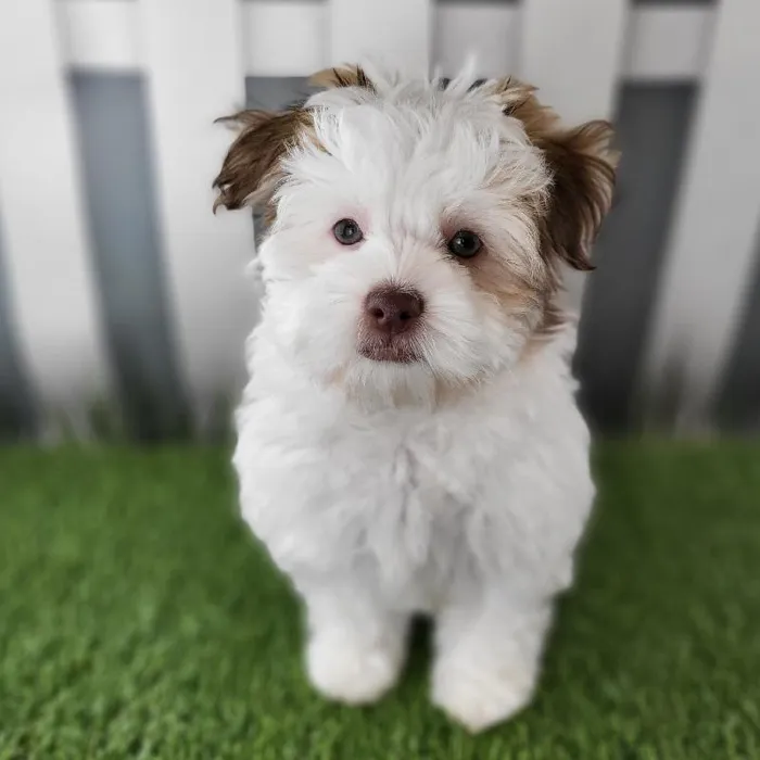 Female Havanese Puppy for Sale in Schererville, IN