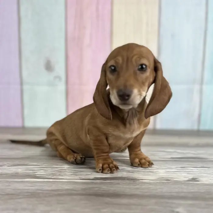 Male Miniature Dachshund Puppy for Sale in Indianapolis, IN