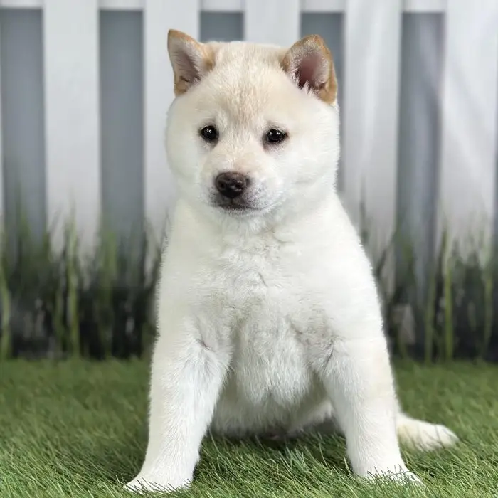Male Shiba Inu Puppy for Sale in Schererville, IN