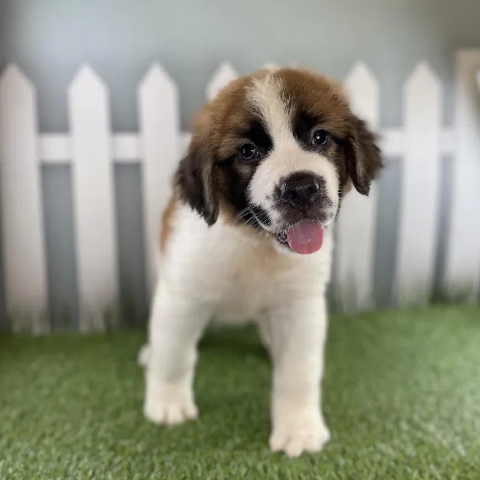 Male Saint Bernard Puppy for Sale in Schererville, IN