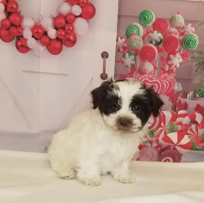 Male Havanese Puppy for Sale in Schererville, IN