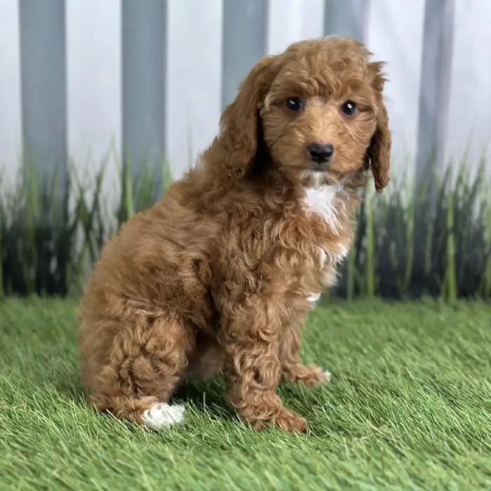 Female Miniature Poodle Puppy for Sale in Indianapolis, IN