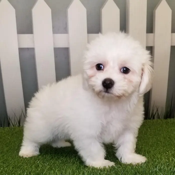 Female Coton De Tulear Puppy for Sale in Schererville, IN