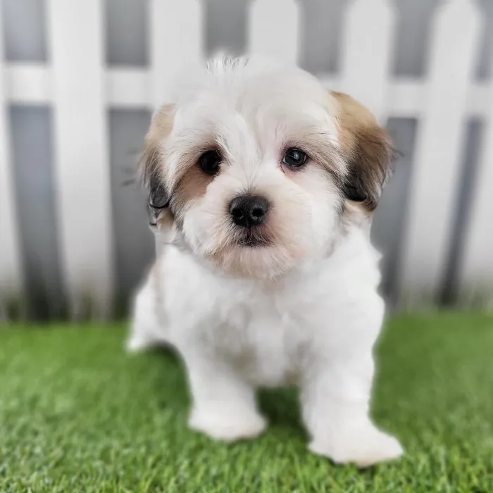 Male Coton De Tulear Puppy for Sale in Schererville, IN