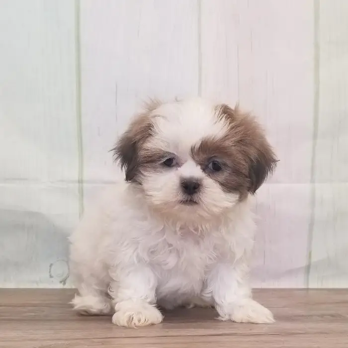 Female Shih Tzu Puppy for Sale in Schererville, IN