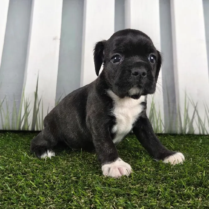 Female Boston Spaniel Puppy for Sale in Schererville, IN