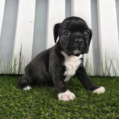 Female Boston Spaniel Puppy for Sale in Schererville, IN