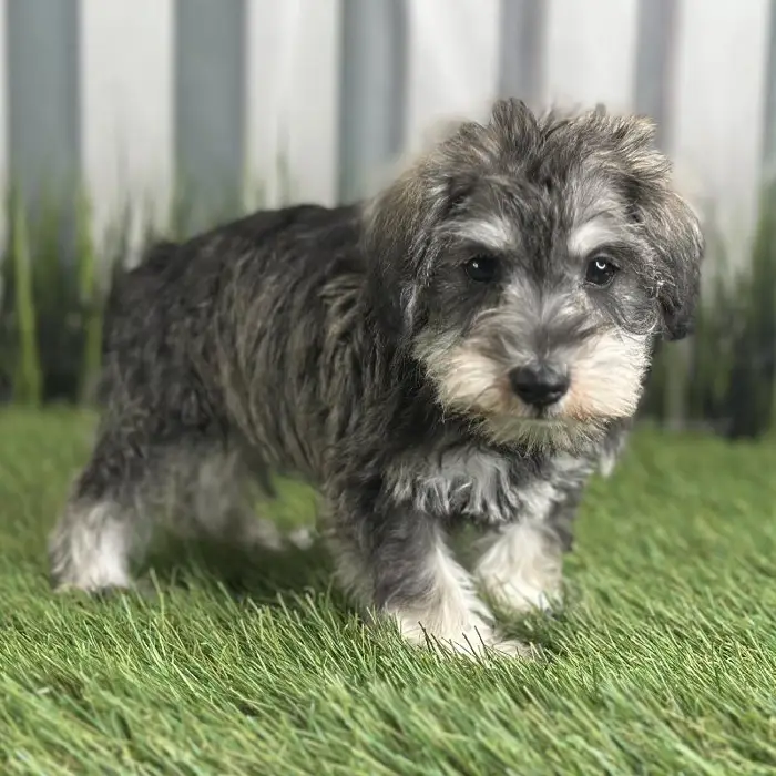 Female Miniature Schnauzer Puppy for Sale in Indianapolis, IN