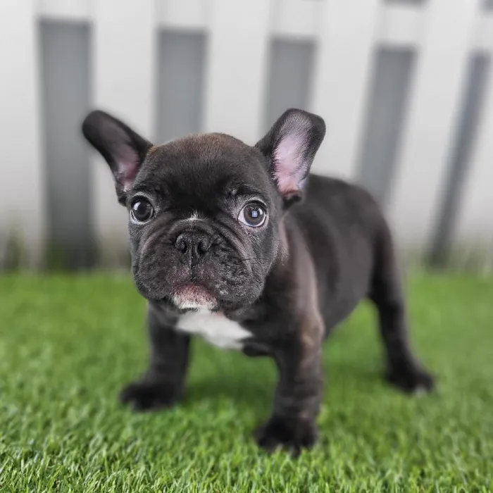 Male French Bulldog Puppy for Sale in Schererville, IN