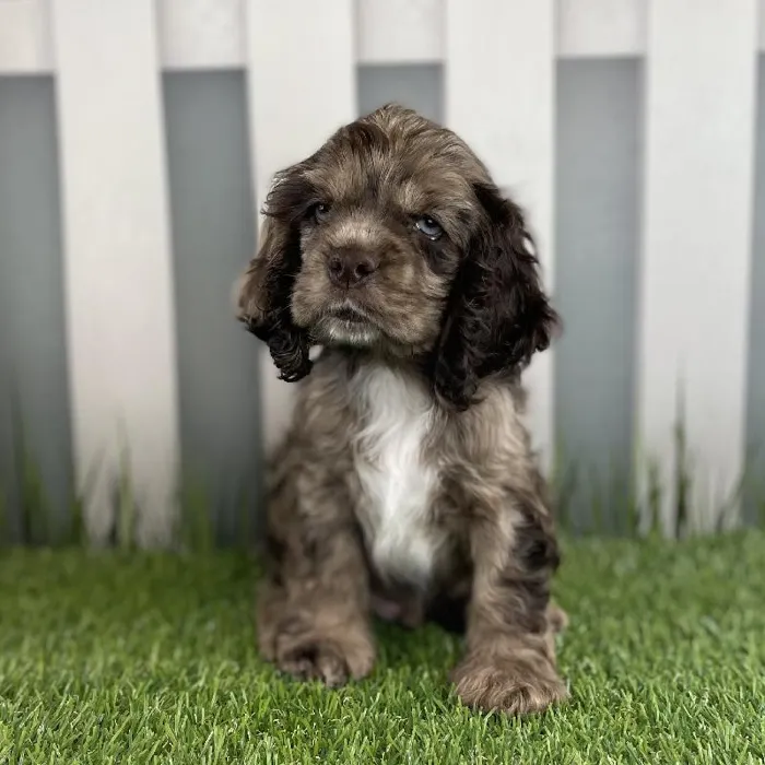 Male Cocker Spaniel Puppy for Sale in Schererville, IN