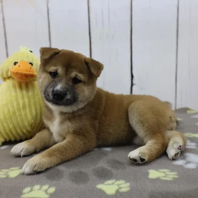 Female Shiba Inu Puppy for Sale in Schererville, IN