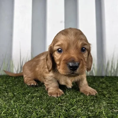 Male Miniature Dachshund Puppy for Sale in Schererville, IN