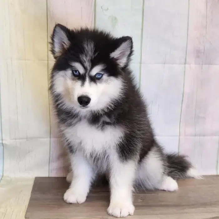 Male Siberian Husky Puppy for Sale in Schererville, IN