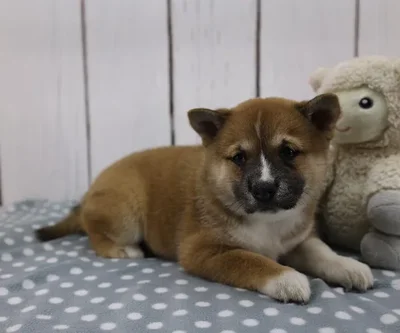 Female Shiba Inu Puppy for Sale in Indianapolis, IN