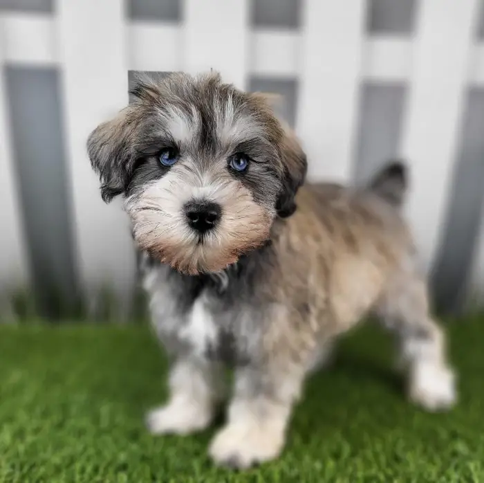Male Miniature Schnauzer Puppy for Sale in Schererville, IN