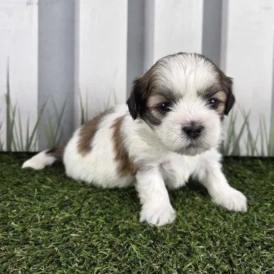 Male Lhasa Apso Puppy for Sale in Schererville, IN