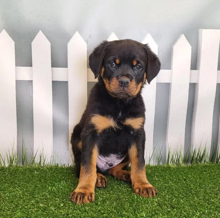 Male Rottweiler Puppy for Sale in Schererville, IN