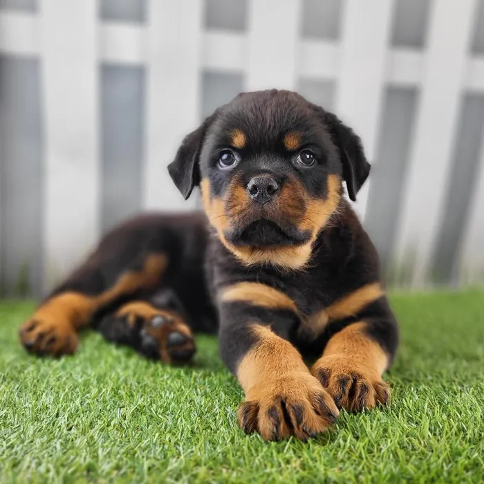 Male Rottweiler Puppy for Sale in Schererville, IN