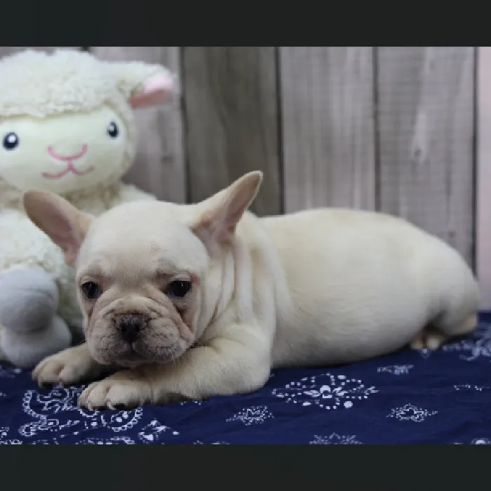 Male French Bulldog Puppy for Sale in Schererville, IN