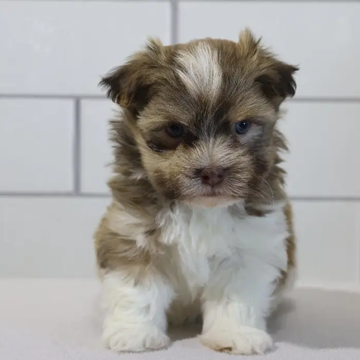 Female Havanese Puppy for Sale in Schererville, IN
