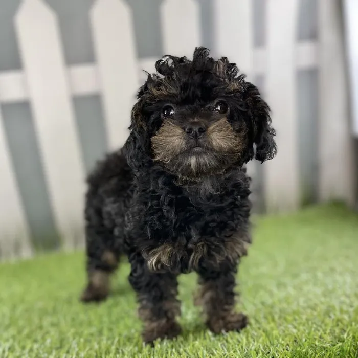 Female ShihPoo Puppy for Sale in Indianapolis, IN