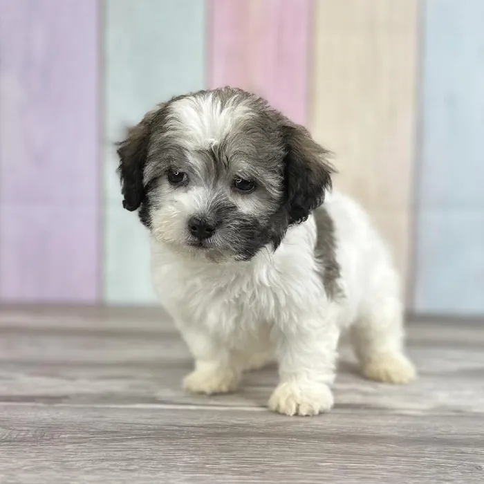 Male Havanese Puppy for Sale in Indianapolis, IN