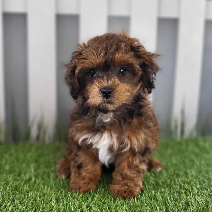 Male ShihPoo Puppy for Sale in Schererville, IN
